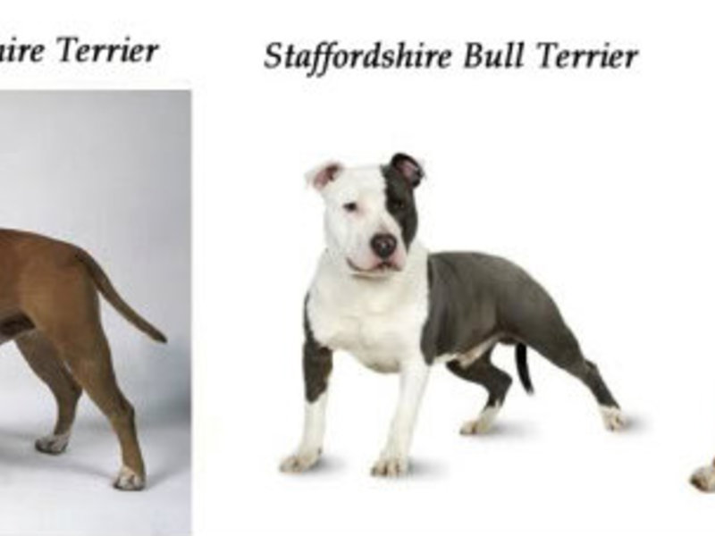 Амстафф и питбуль Отличие стаффорда от питбуля