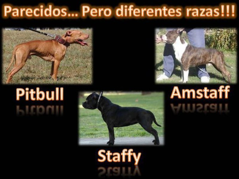 Отличие между стаффордом от питбулем Амстафф и питбуль