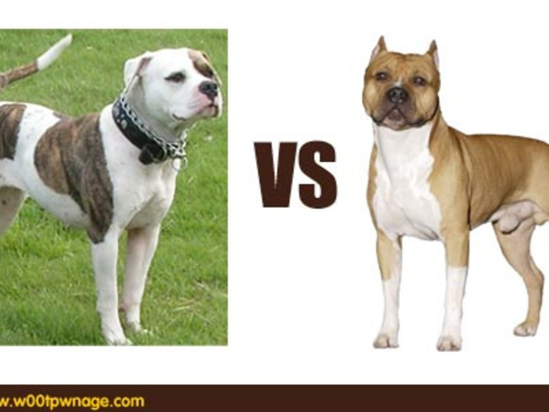 Амстафф и питбуль. В чем отличие стаффордширский терьер от питбуля Отличие между стаффордом от питбулем