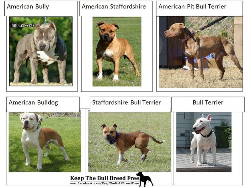 Амстафф и питбуль В чем разница Как отличаются Амстафф и питбуль