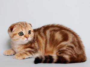 Здоровье и болезни Скоттиш фолдов