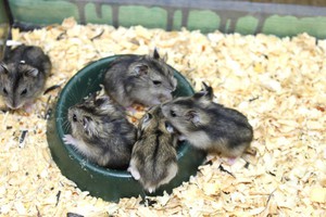 Как содержать хомяков