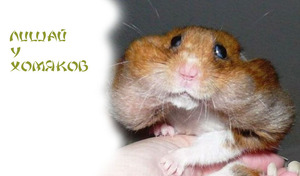 Болезни джунгарских хомяков: симптомы, лечение и профилактика