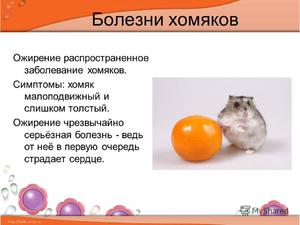 Чем болеют хомяки