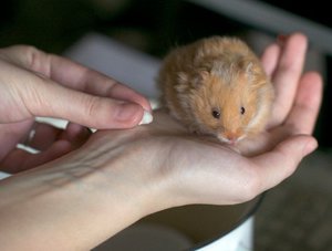 Признаки заболевания хомяков