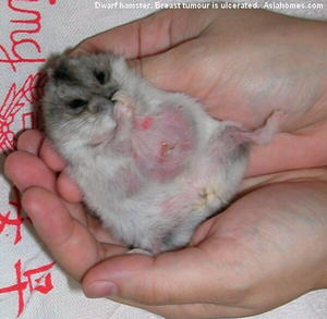 Какими болезнями болеет хомяк