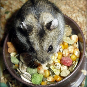 Чем кормить джунгарского хомяка