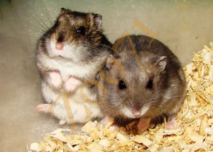 Два хомячка