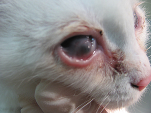 Причины появления конъюнктивита у кошек