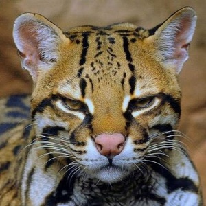 Какая по характеру кошка оцелот