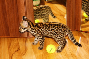 Получится ли из оцелота домашний кот