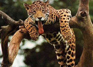 Какие животные самые быстрые на земле и в воде