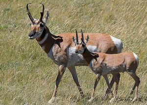 Антилопа Вилорог - одно из древних и очень быстрых животных
