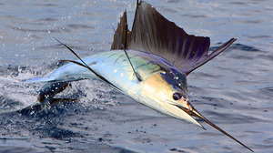 Рыба марлин - быстрый пловец