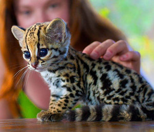 Дикие кошки