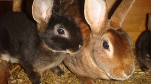 Кролик Рекс - уход и особенности