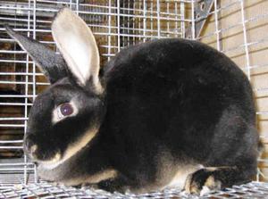 Уход за кроликом рекс - кормление