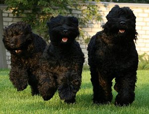 Черный терьер: история, характер и уход за русской породой