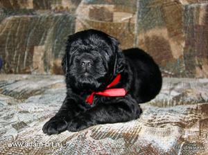 Щенок русского черного терьера с красным ошейником