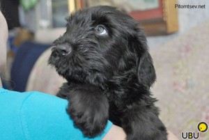 Милый щеночек черного терьера