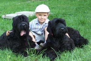 Ребенок и пара друзей-терьеров