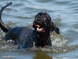 Черный терьер любит купаться в море