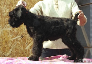 Черный терьер - содержание питомца