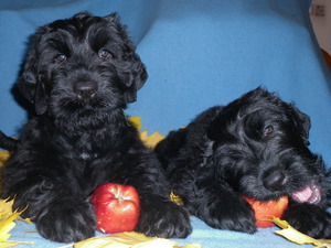 Черный терьер -его  питание