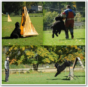 Воспитание черного терьера (занятия)