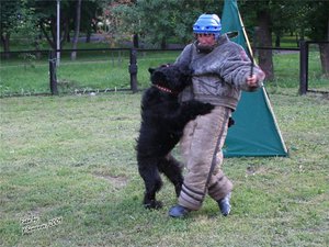 Черный терьер на тренировке