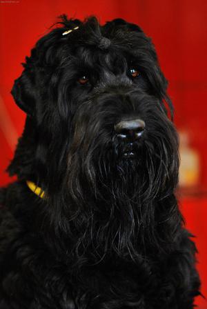 Очаровательный черный терьер