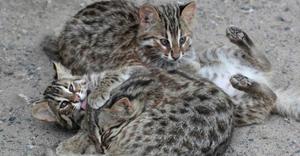 Детеныши амурского лесного кота