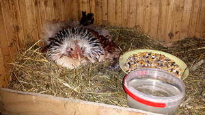 Как можно подложить яйца наседке