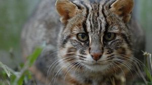 Кошка Цусимы мордочка крупно