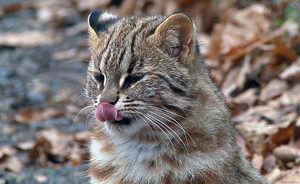 Довольная кошка Цусимы