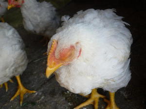 Простудные заболевания кур 