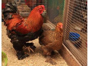  Разведение кур брама