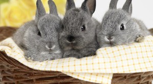 Как ухаживать за кроликами