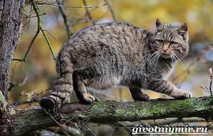 Европейская лесная кошка: образ жизни и повадки дикого хищника