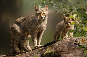 Образ жизни  дикой Европейской леснаой кошки