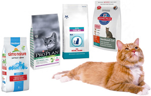 Чем кормить котов после кастрации