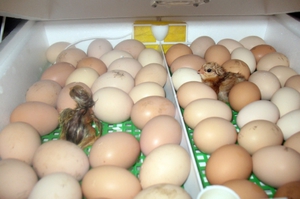 Хранение племенного материала