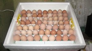 Выбор инкубатора