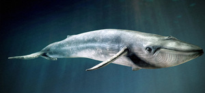 Синий кит — самое большое животное на Земле