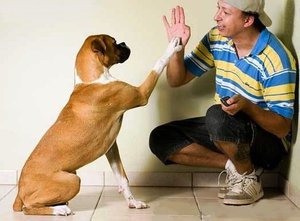 Как правильно дрессировать собаку дома: пошаговое руководство