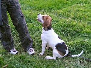 Как правильно воспитывать собаку  в домашних условиях