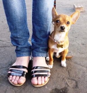 Воспитание щенка – важный процесс 