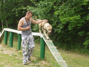 Как правильно дрессировать собаку в различных условиях