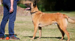 Каким командам необходимо обучать собаку