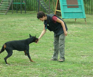 Организация занятий по дрессировке собаки 